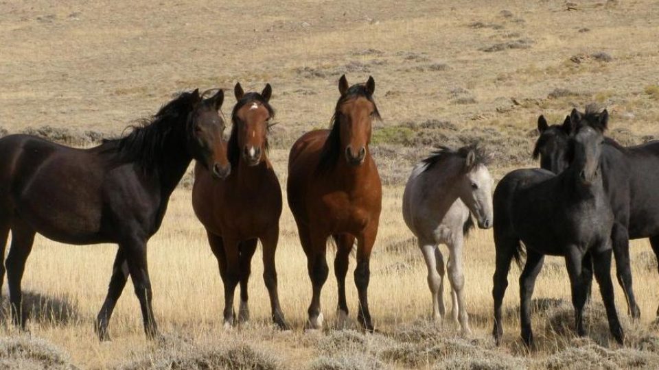 New-rules-for-managing-wild-horses-burros-on-horizon