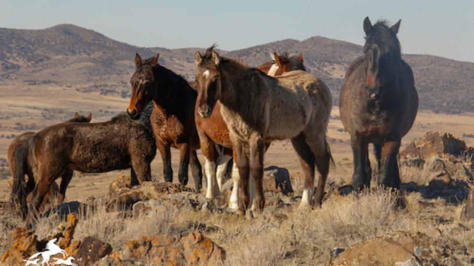 Onaqui #18 – N.DeMayo copy