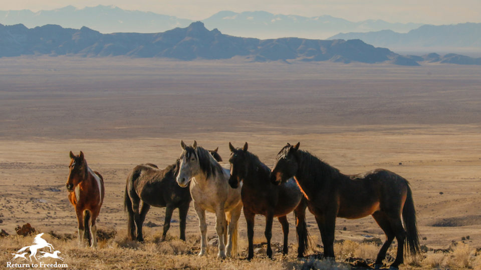 Onaqui #5- N.DeMayo copy 2