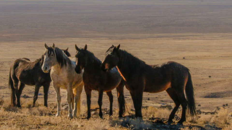 Onaqui-5-N.DeMayo-copy