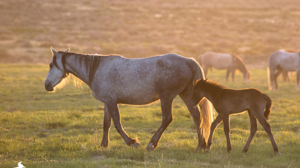 Onaqui mare and foal – meg f