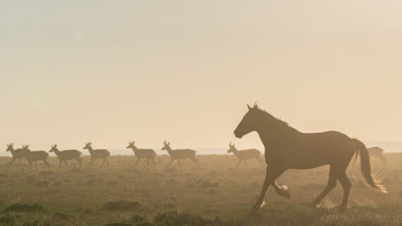 Wild Horse Conservation - Return to Freedom