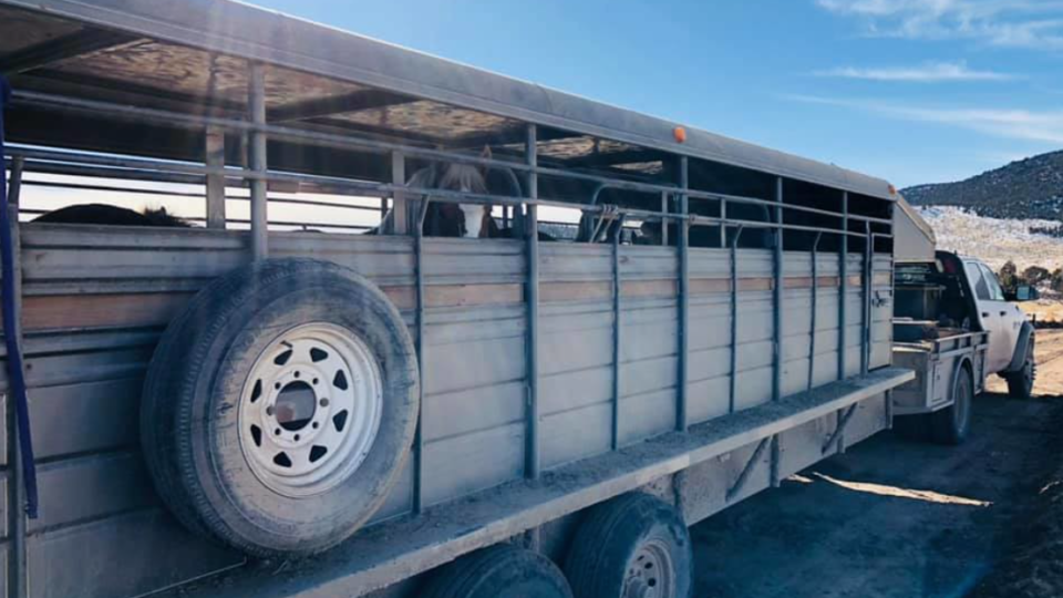 Screen Shot 2021-01-12 at 11.43.12 AM