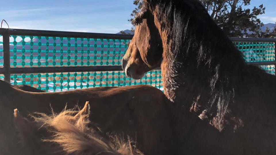 Screen Shot 2021-01-19 at 11.56.59 AM