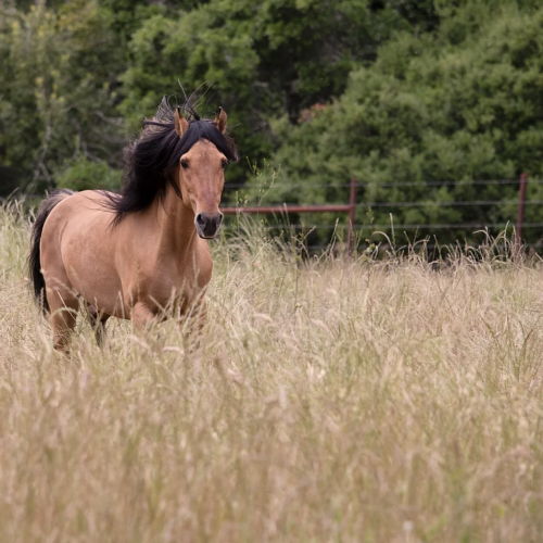 Spirit: An American Icon