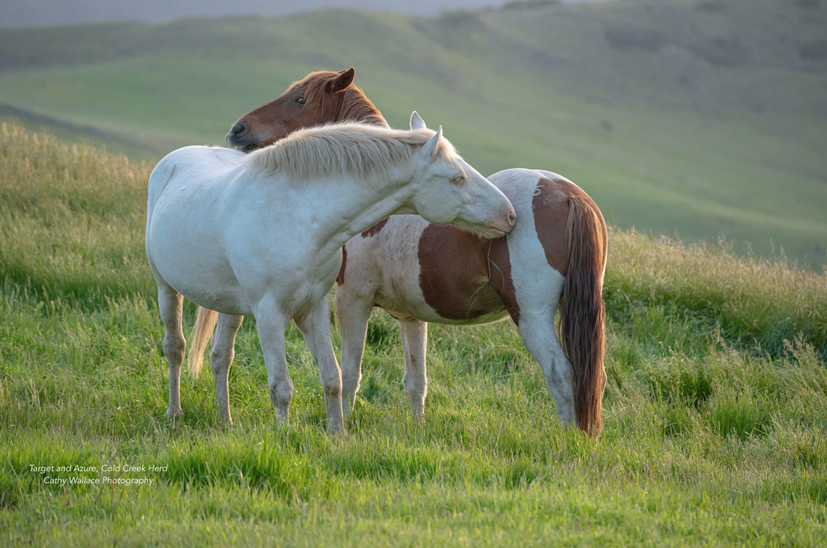 RTF: Paving the way for lasting wild horse conservation - Return to Freedom