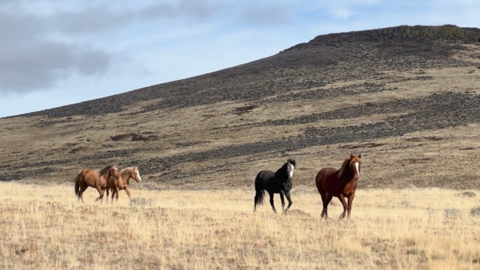 Screen Shot 2026-03-27 at 12.15.49 PM