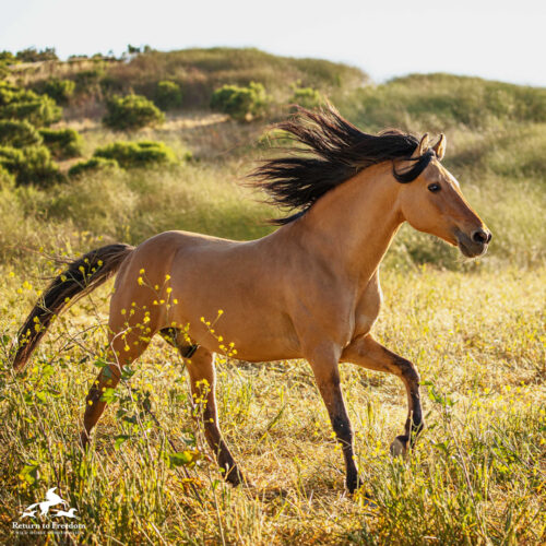 Spirit: An American Icon