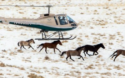 The American Wild Horse Wipeout