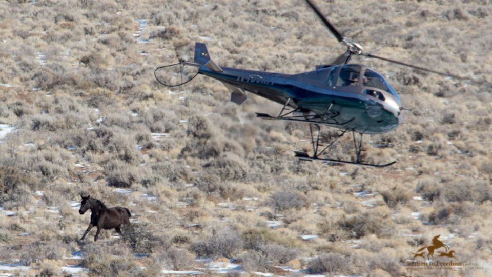 Sulphur Springs Wild Horse Roundup