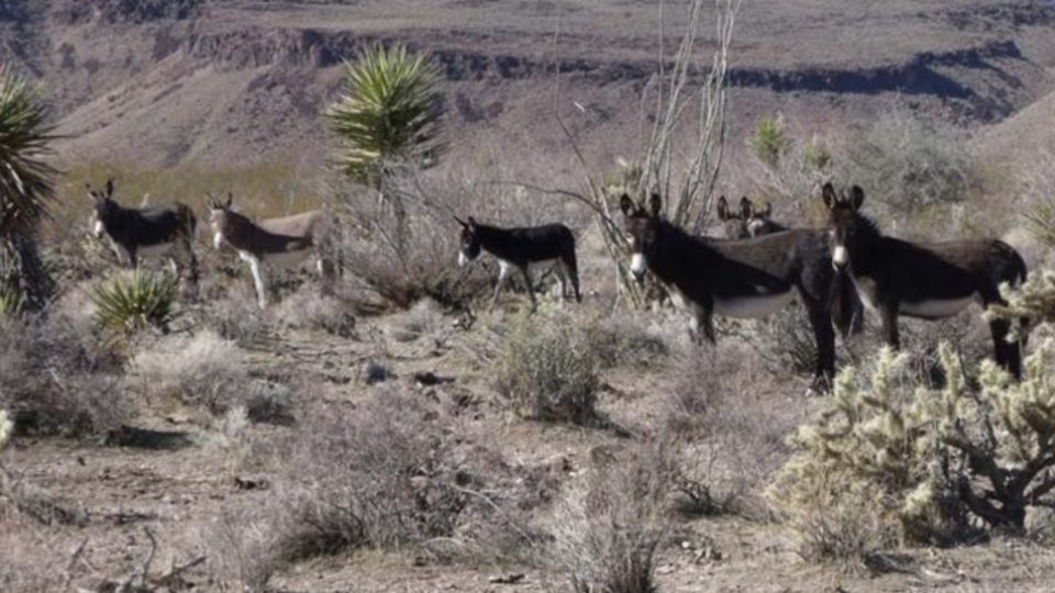 black mountain burros