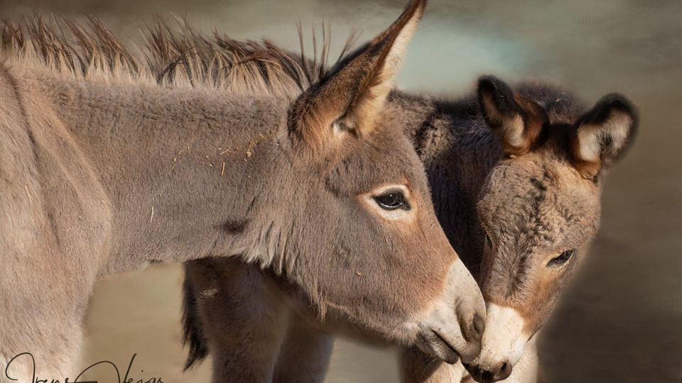 burro love