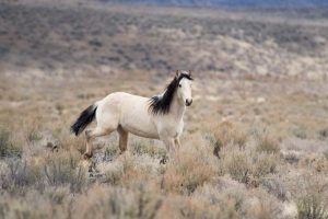 Calico Roundup Remembered Today