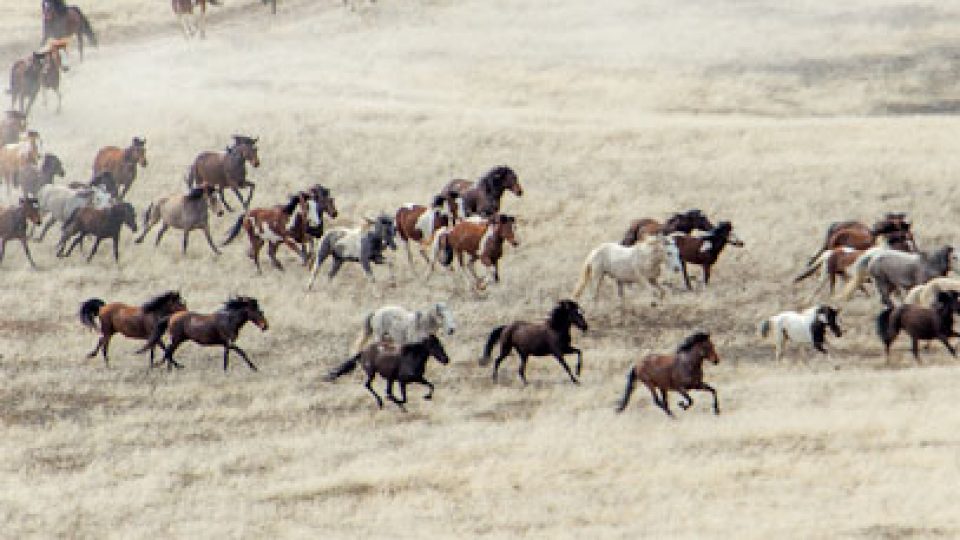 Cedar Mountain Wild Horse Roundup