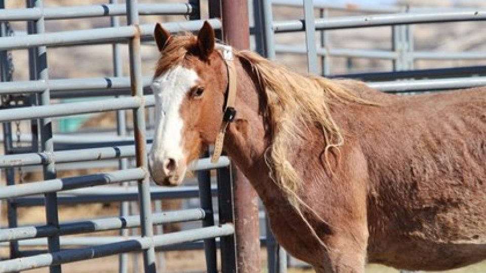collared-wild-horses