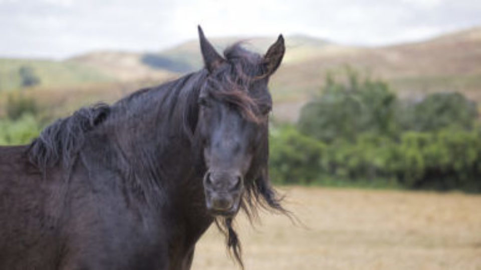 dark star copy meg frederick copy