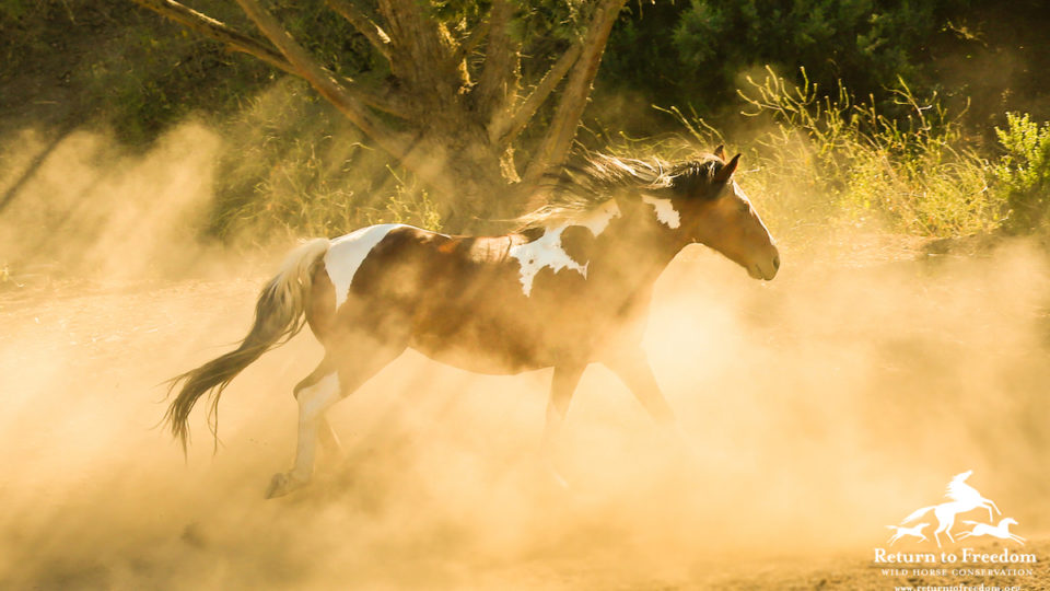 ReturnToFreedom.org  Photo by Lori Sortino