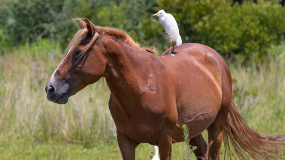 horsebird2