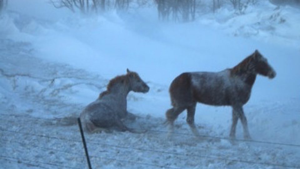 Wild Horse South Dakota Rescue