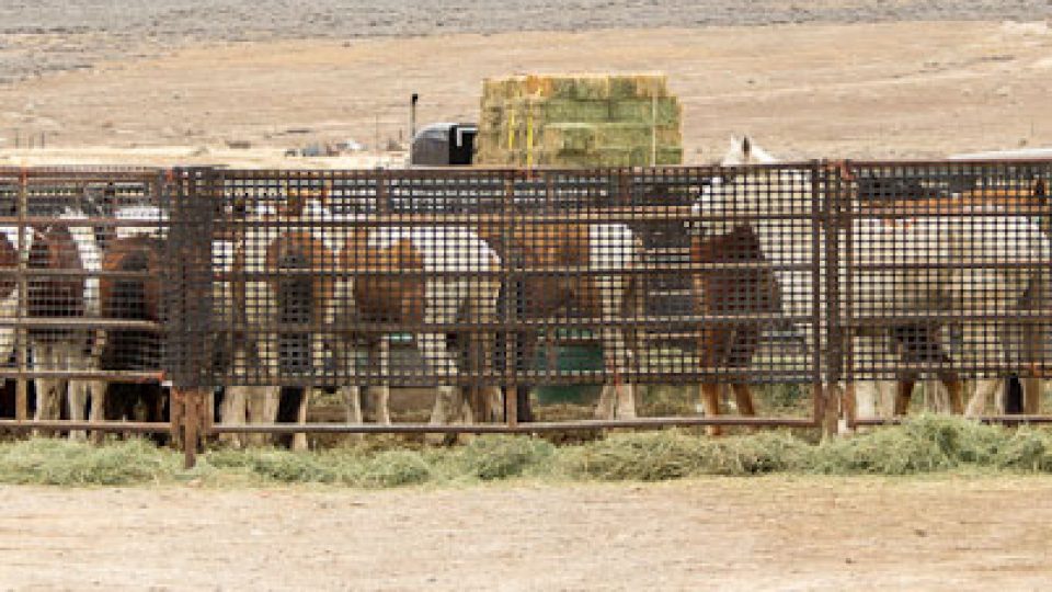 Wild Mares Trapped in Roundup
