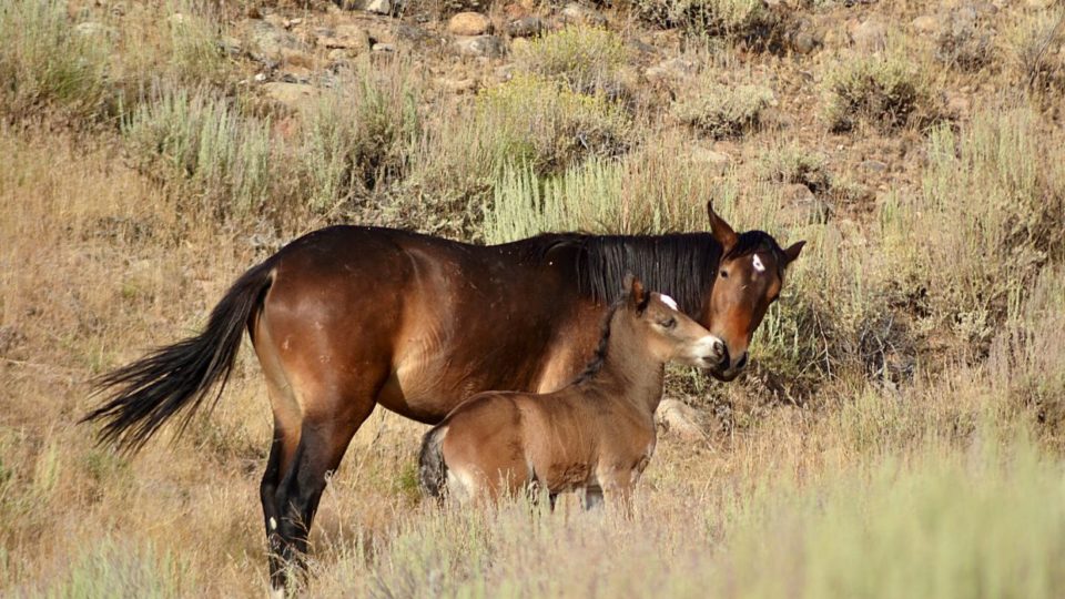 motherfoal