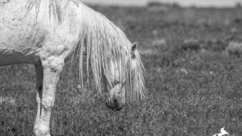 onaqui B&W – meg f