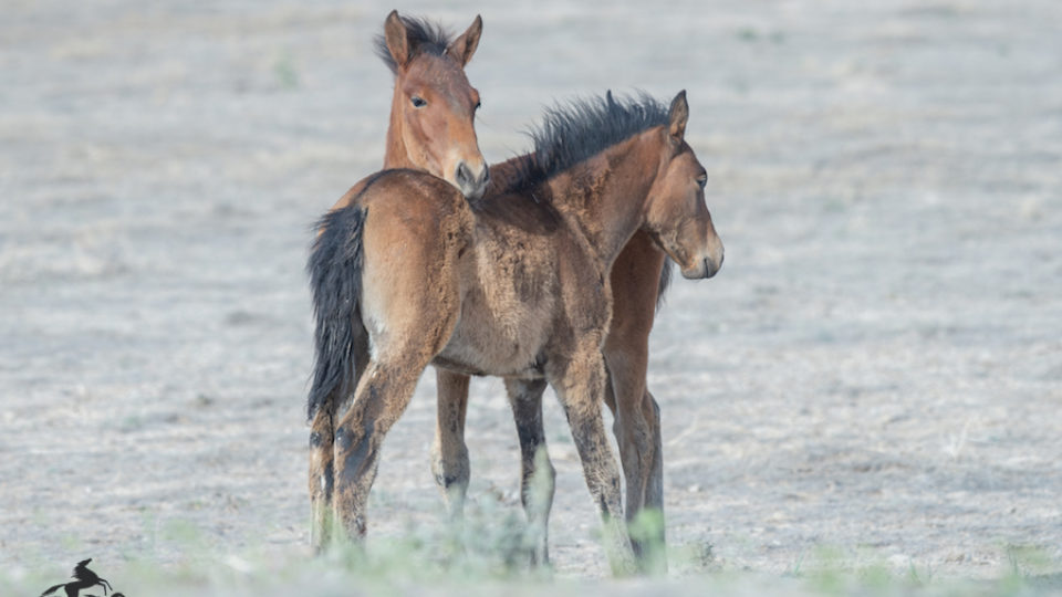 onaqui two foals meg f