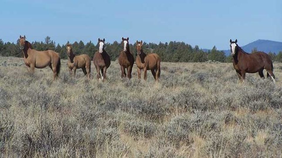 or_palominobutte_photo1_20160926