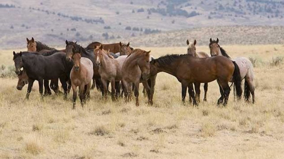 or_stingingwater_photo1_20160926