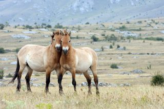 Przewalski’s Horse (Mongolia)