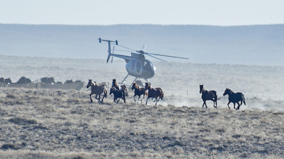 red desert meg f copy