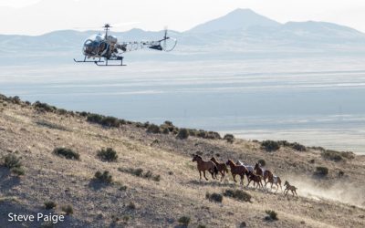 The American Wild Horse Wipeout