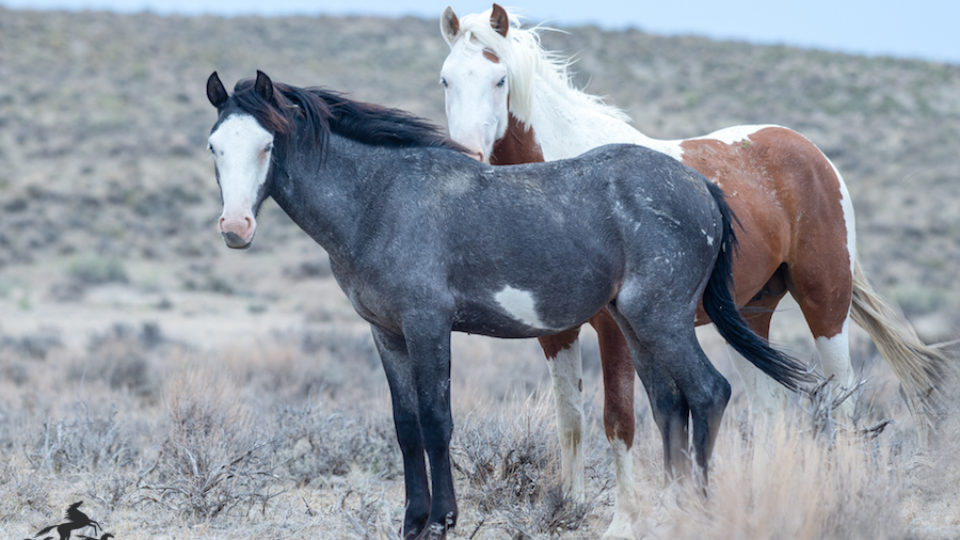 sand wash Brothers Indigo and Turquoise meg f