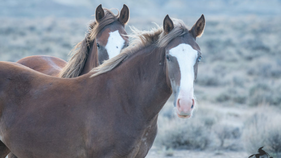 siblings Uno and Linnea