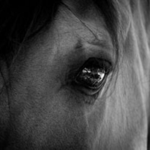 Spirit: An American Icon