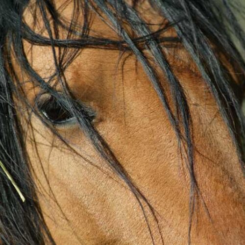 Spirit: An American Icon