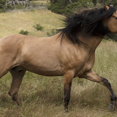 Spirit: An American Icon