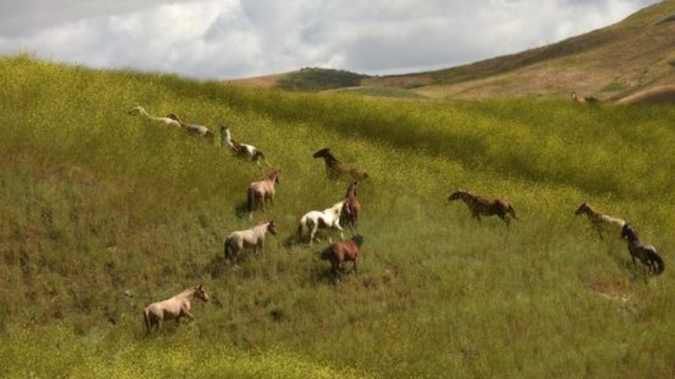 stromberg hillside copy