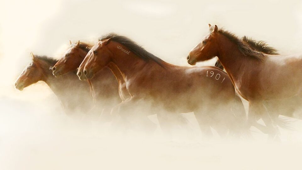 stromberg sale horses