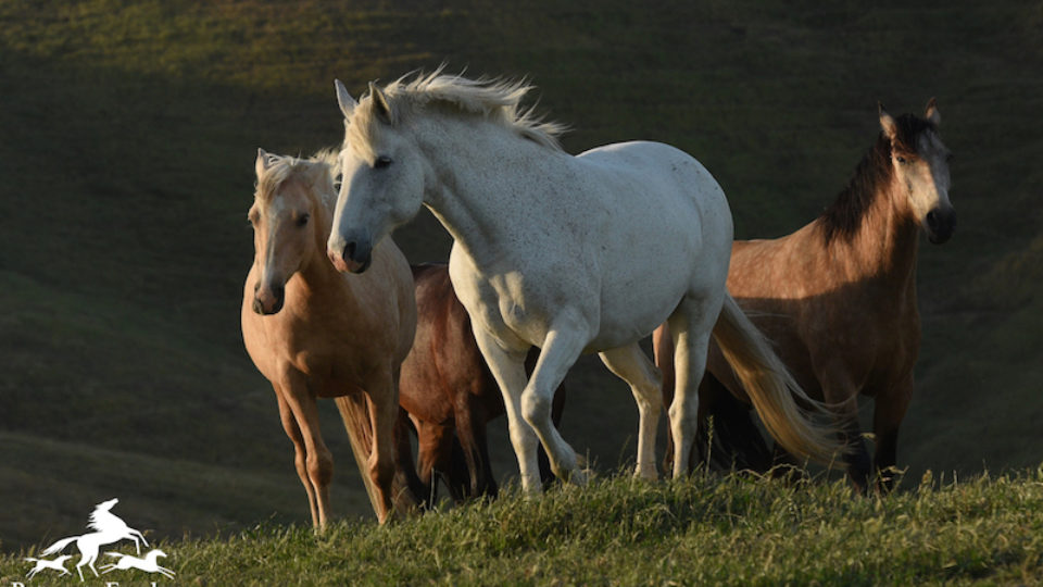 stromberg-slo-grey-mare
