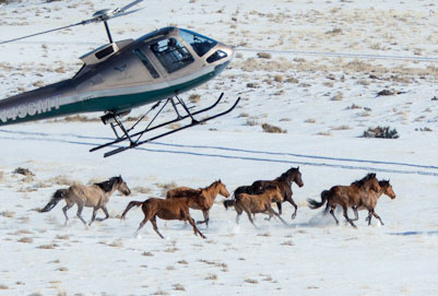 BLM finalizes plan to remove wild horses, use fertility control on ...
