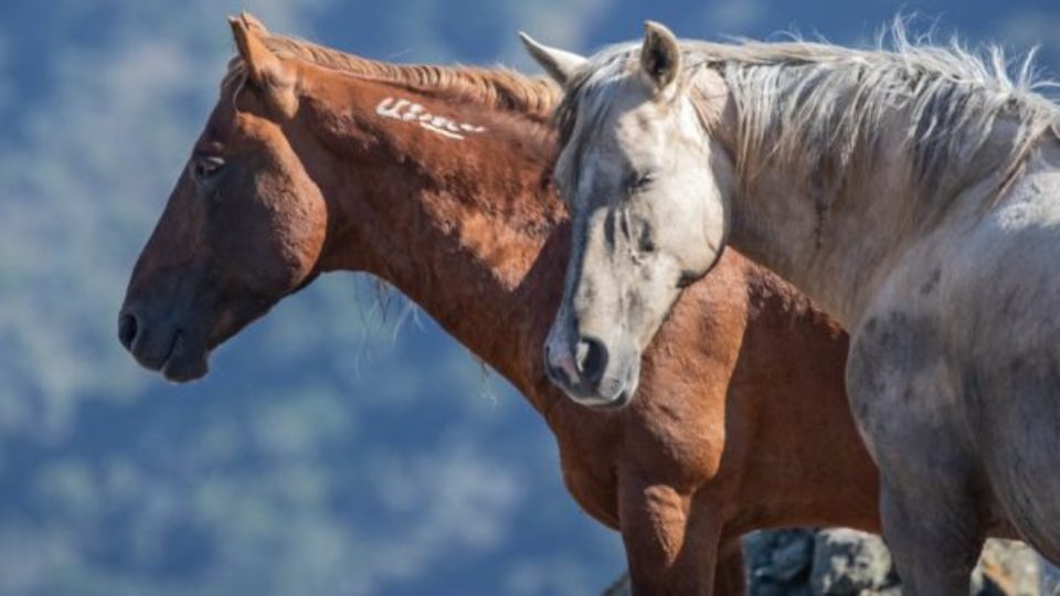 thumbnail_Hope & Galahad for print