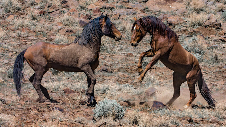 2,450 wild horses, burros captured, 31 killed in Twin Peaks