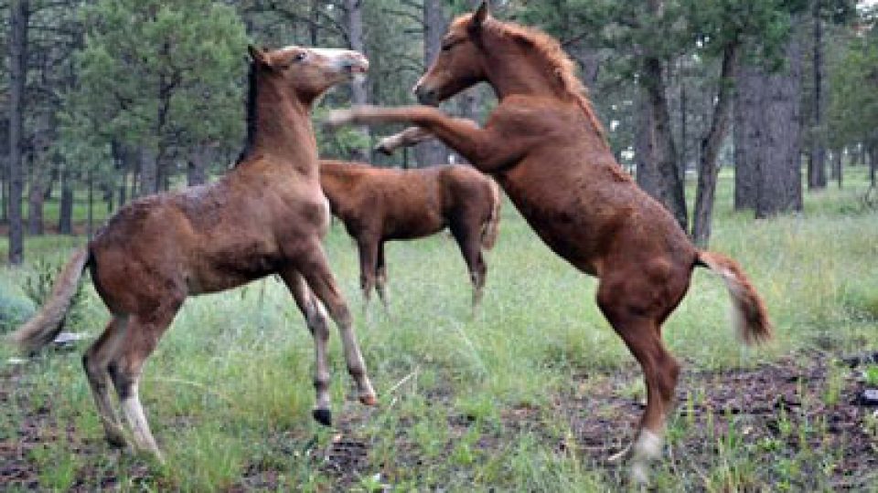 two-foals