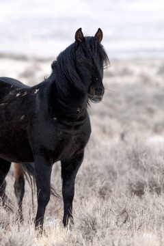 Mustang — America’s Wild Horse