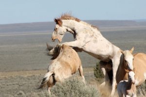 Wild Horse Nation