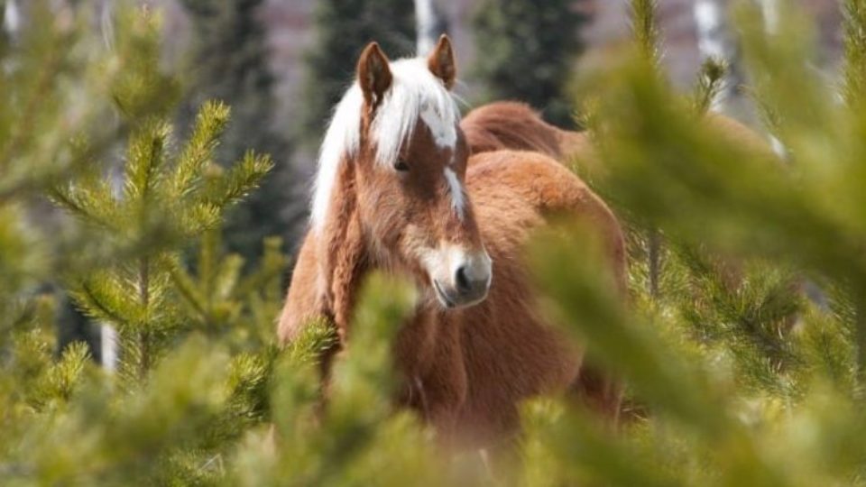 wild-horses-alberta