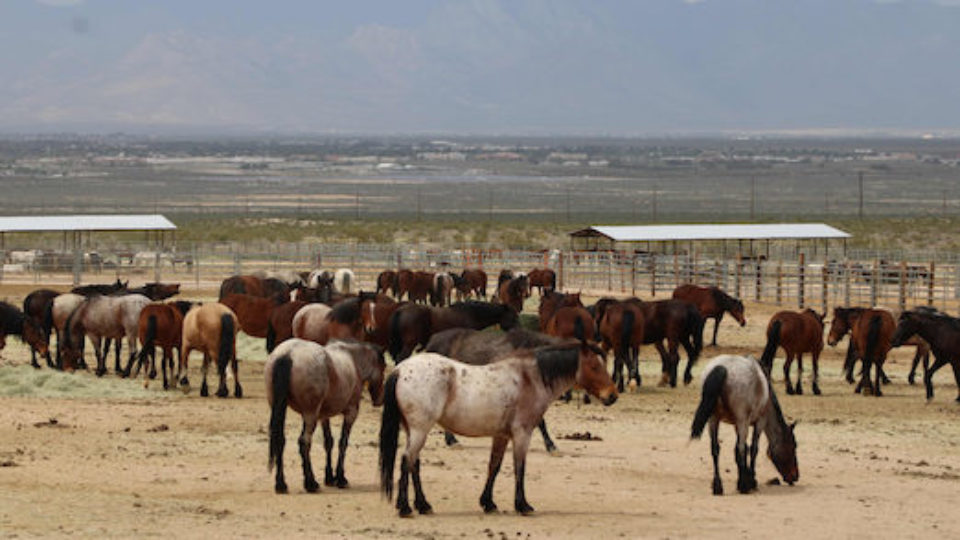 wildhorse_ORCs_Ridgecrest copy