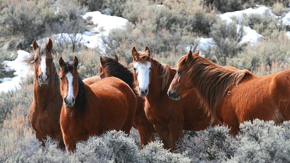 wildhorse_herdmgnt_photo1
